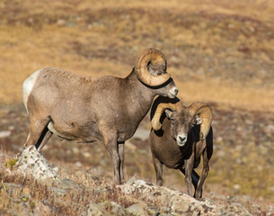Naklejka na ściany i meble Bighorn Sheep in the Rocky Mountains