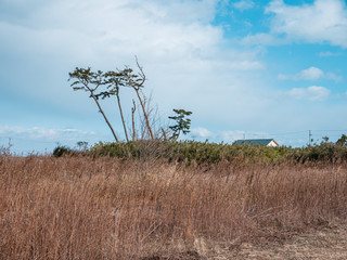 東日本大震災の被災地、荒浜地区に残っている松の木。