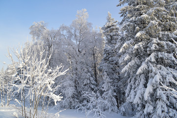 winter forest.trees in the snow and Sunny sky