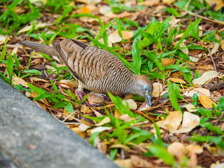 Java dove is having sunbathing