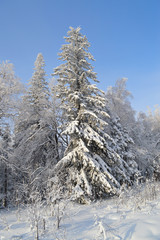 winter forest.trees in the snow and Sunny sky