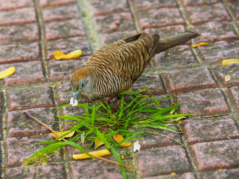 Java dove is having sunbathing