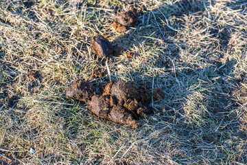 Horse excrements close up shot on lifeless grass on a bright sunny day.