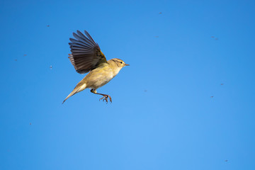 Common chiffchaff - Phylloscopus collybita