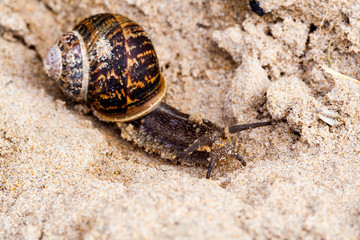 Close up macro shot of snail on sandy beach