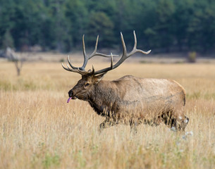 Bull Elk in the Rocky Mountains