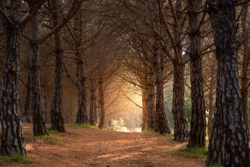 Magical path in the forest