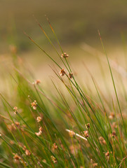 Wild tall grass in rural Donegal, Ireland.