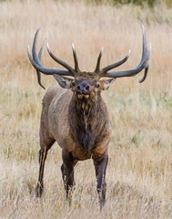 Bull Elk in the Rocky Mountains