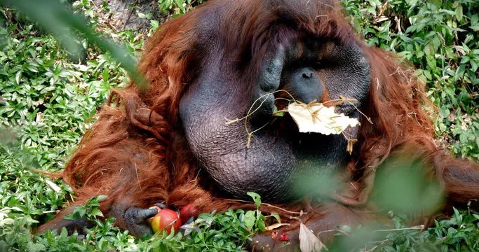 orangutan relax ,4k video footage.