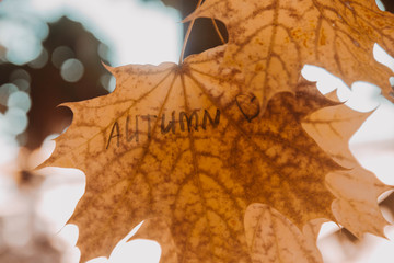 Naklejka na ściany i meble Yellow maple leaves with Autumn text.