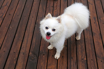 Bomei pet dog on the wooden floor