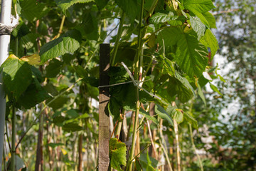 Pruning old branches of raspberry before winter