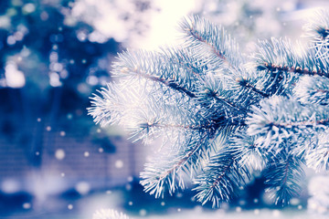 Blue Christmas background from fir twigs with snowflakes.