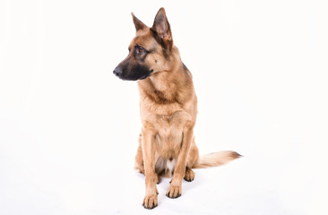 Portrait of a German Shepherd, 3 years old, full body, in front of white background, , copy-space