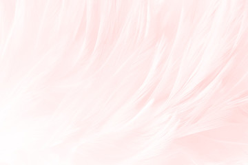 Soft pink , smooth white feathers background