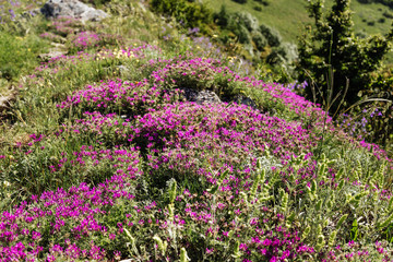 Obraz premium Blooming markhotsky ridge. Late spring (early summer) Gelendzhik.
