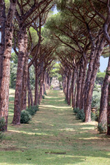 Rome 8 March 2020. The Vatican gardens of the papal residence, well-kept fountains and trees.