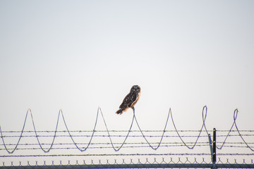 A picture of  Short-eared Owl perching on the fence.  Vancouver BC Canada 