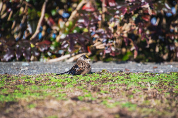 A picture of  Golden-crowned Sparrow perched on the ground.   Vancouver BC Canada 