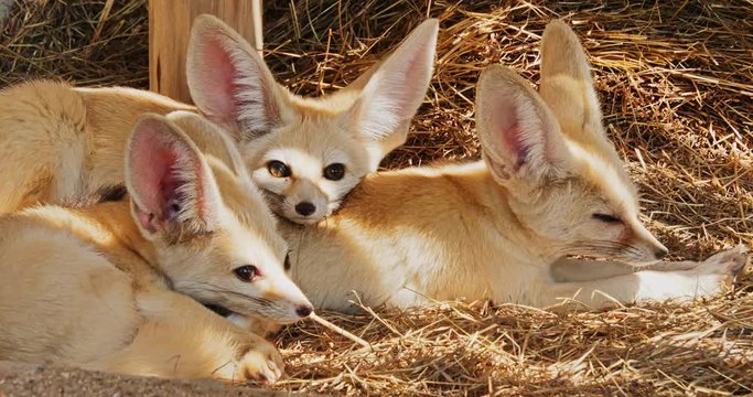 fennec fox , vulpes zerda , Group of Fennec Foxes Resting on Straw.