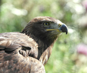 Aigle Royal