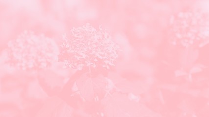 Coral color gradient background, hydrangea or hortensia flower pattern, 16:9 panoramic format
