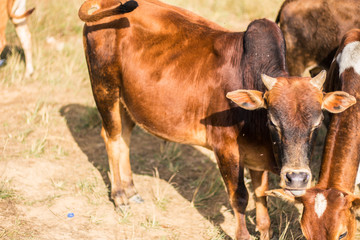 Close-up of a brown cow on a mountain