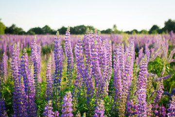 Fototapeta premium Colorful lupine flowers in field in the evening