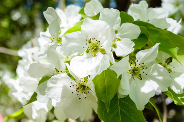 White Apple Flowers. Beautiful flowering apple trees. Background with blooming flowers in spring day. Blooming apple tree (Malus domestica) close-up. Apple Blossom.
