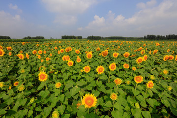 Fototapeta na wymiar Sunflowers on a farm, China