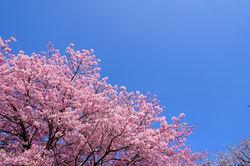 快晴の青空と満開の河津桜