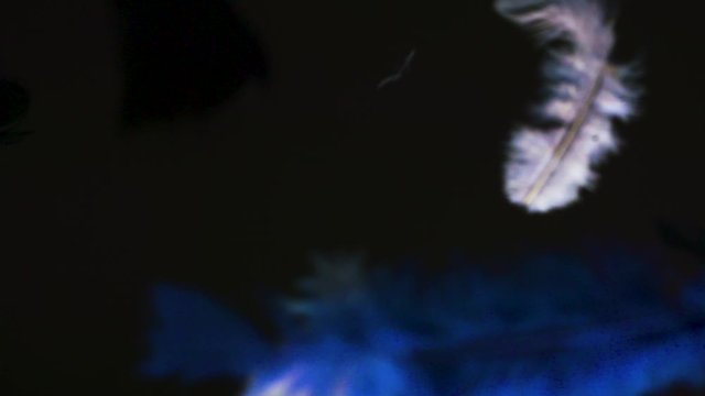 Fluffy bird feathers gently floating down in slow motion.