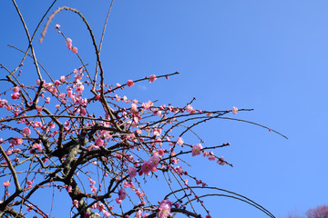 枝垂れ桜と青い空