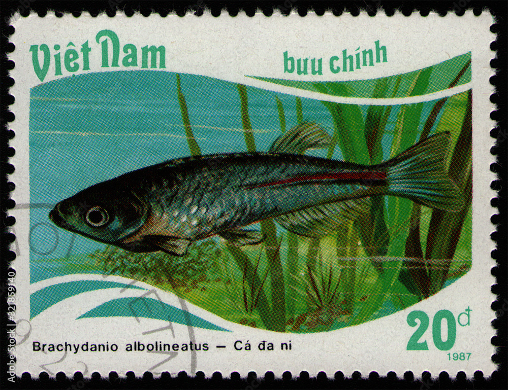Wall mural VIETNAM - CIRCA 1988: post stamp 20 Vietnamese dong printed by Socialist Republic of Vietnam, shows fish Pearl Danio (Brachydania albolineatus), fish tank fauna, circa 1988 - Wall murals