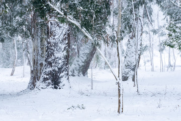 Trees covered with snow in Shekvetili park. Georgia.