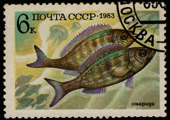 USSR - CIRCA 1983: post stamp 6 Soviet kopek printed by USSR, shows Picarel (Spicara sp.) food...