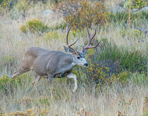 Mule Deer Buck in the Rocky Mountains