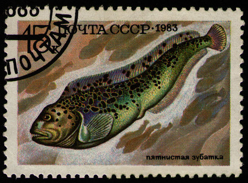 USSR - CIRCA 1983: post stamp 15 Soviet kopek printed by USSR, shows Spotted Wolffish (Anarhichas minor) food fish, circa 1983