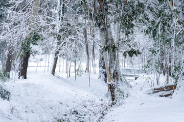 Trees covered with snow in Shekvetili park. Georgia.
