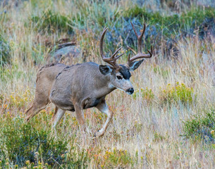 Mule Deer Buck in the Rocky Mountains