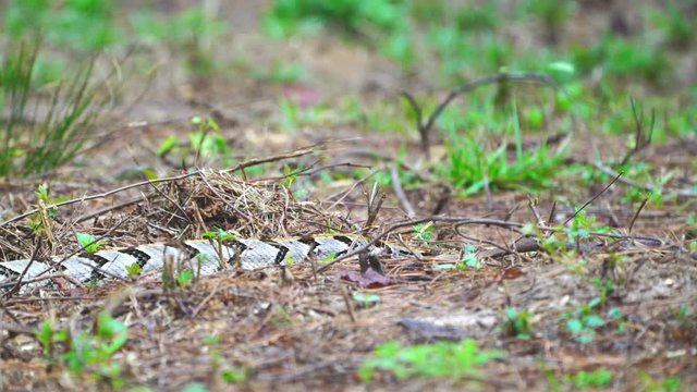 Timber Rattlesnake (Crotalus horridus), a highly venomous snake of the Eastern United States.