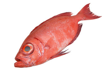 Red bigeye fish or red sea perch isolated on white, Priacanthus macracanthus