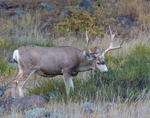 Mule Deer Buck in the Rocky Mountains