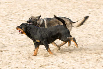 Duitse herder pup speelt met rottweiler in de duinen