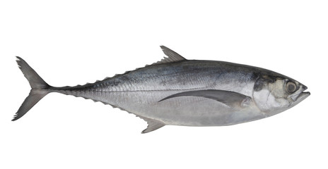 Pacific jack mackerel or Trachurus isolated on white background