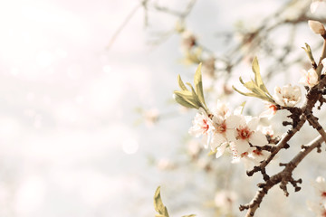 background of spring cherry blossoms tree. selective focus