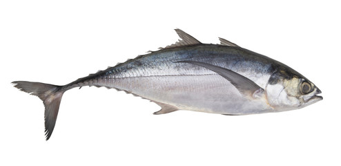 Pacific jack mackerel or Trachurus isolated on white background
