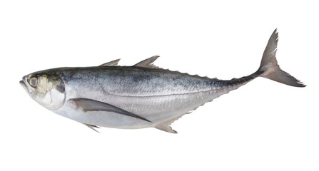 Pacific jack mackerel or Trachurus isolated on white background