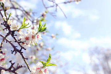 background of spring cherry blossoms tree. selective focus